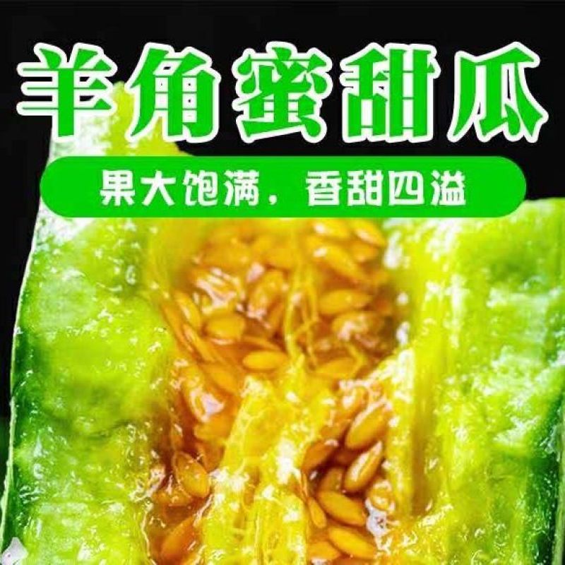 【优选商家】精品甜瓜，博洋99161羊角脆欢迎来电
