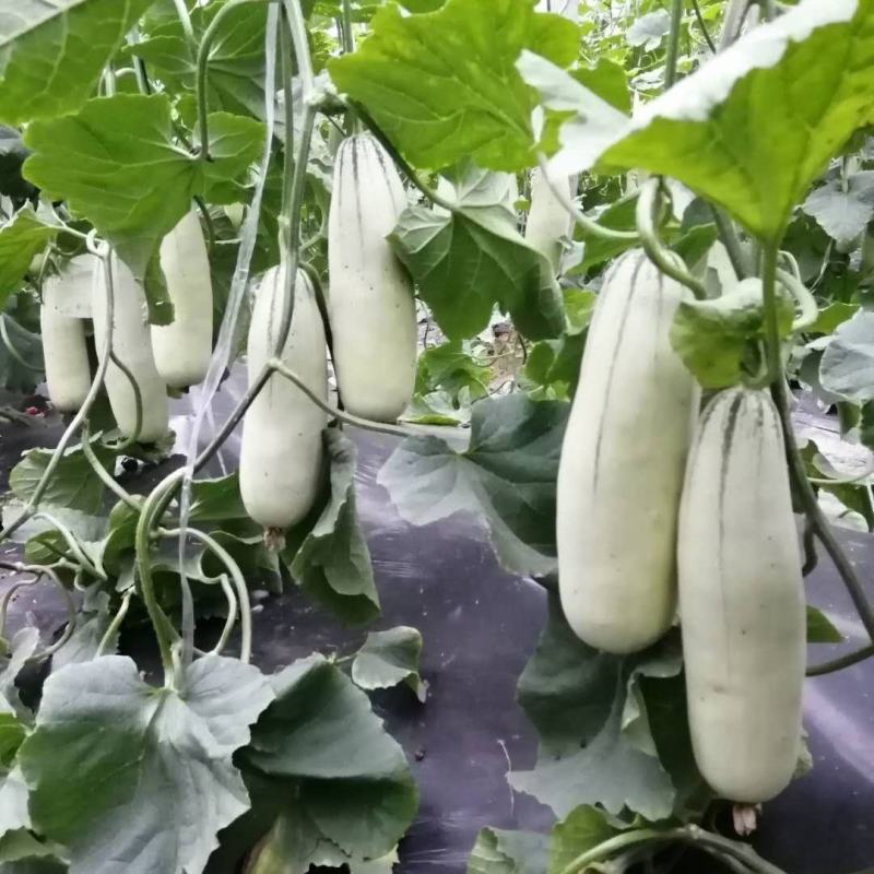 【优选商家】精品甜瓜，博洋99161羊角脆欢迎来电