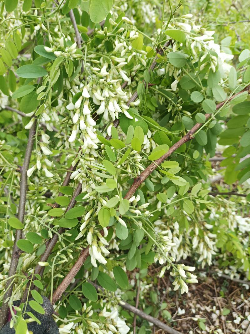 干洋槐花