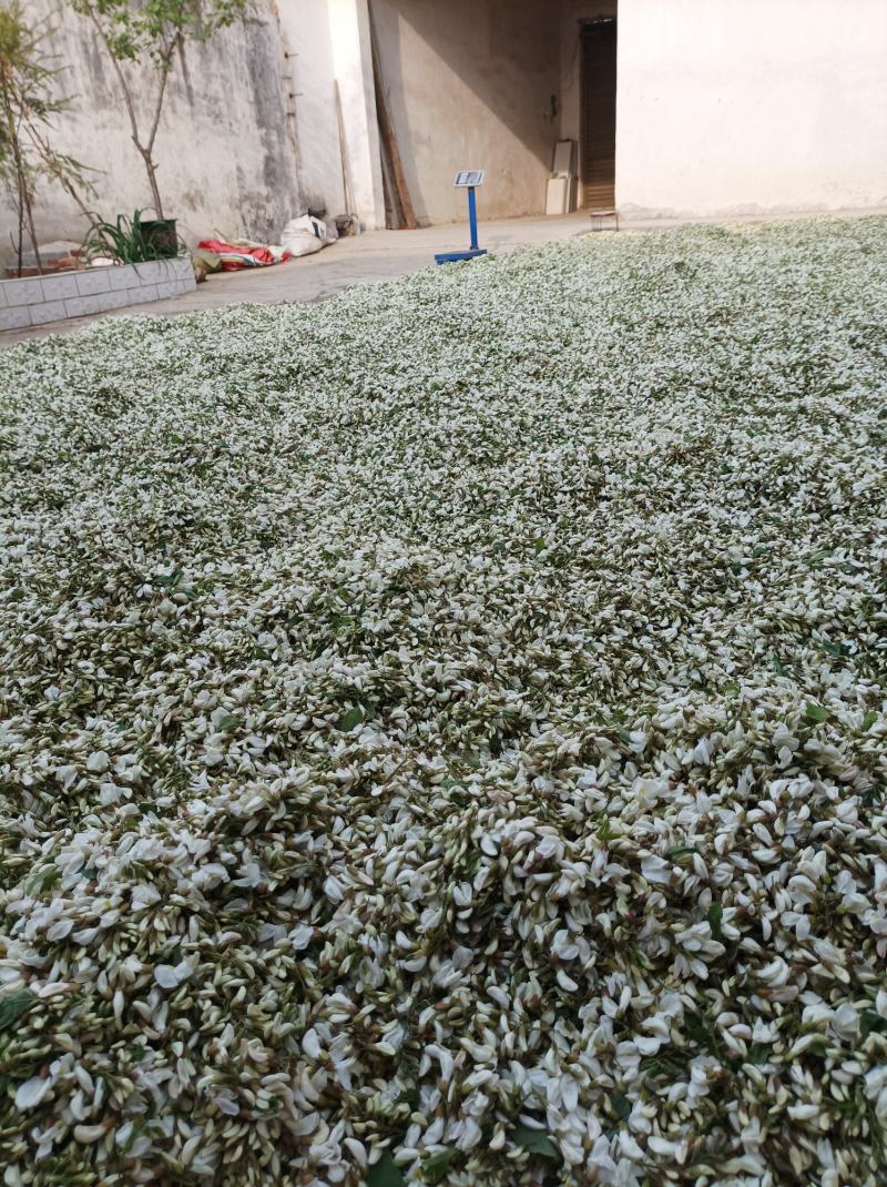 干洋槐花