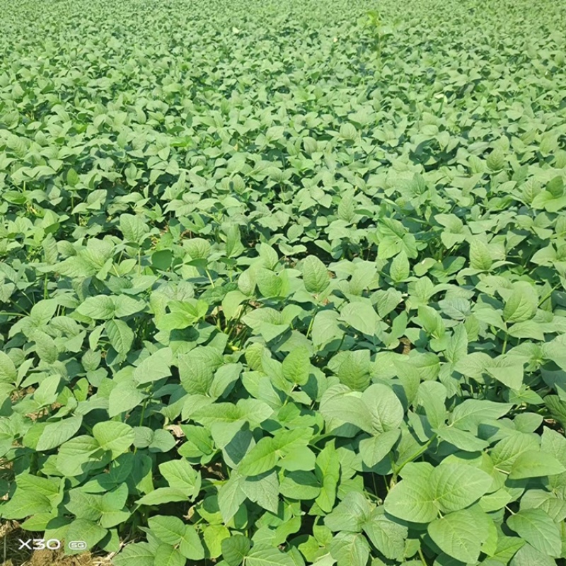 翠绿宝毛豆大量上市，详情咨询，产地直发。