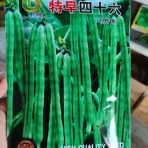 早四十六绿豆种子，50克，成熟一致不炸荚