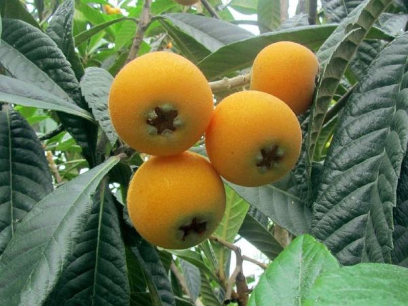 枇杷树种子琵琶种子白玉枇杷芦橘白枇杷大枇杷种子