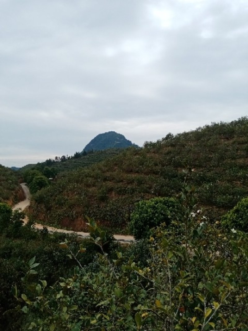 农家山茶油