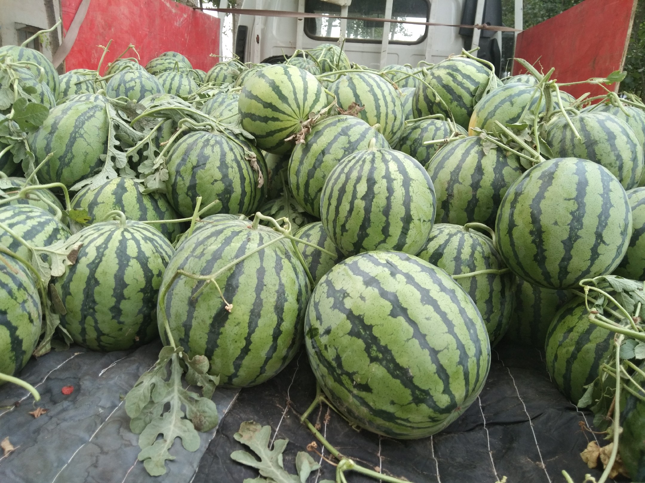 信息图表清晰标注数据来源:中国农科院郑州果树所2023年检测报告、国家食品安全风险评估中心2022年普查数据;甜宝草莓在TSS(16.2%)、花青素(226mg)、维C(62mg)三项均显著领先,膳食纤维(2.1g)与章姬持平,高于红颜(1.8g) 甜宝草莓营养成分对比柱状图:并列展示甜宝、红颜、章姬三大品种的可溶性固形物(%)、花青素(mg/100g)、维生素C(mg/100g)、膳食纤维(g/100g)四项核心指标数值