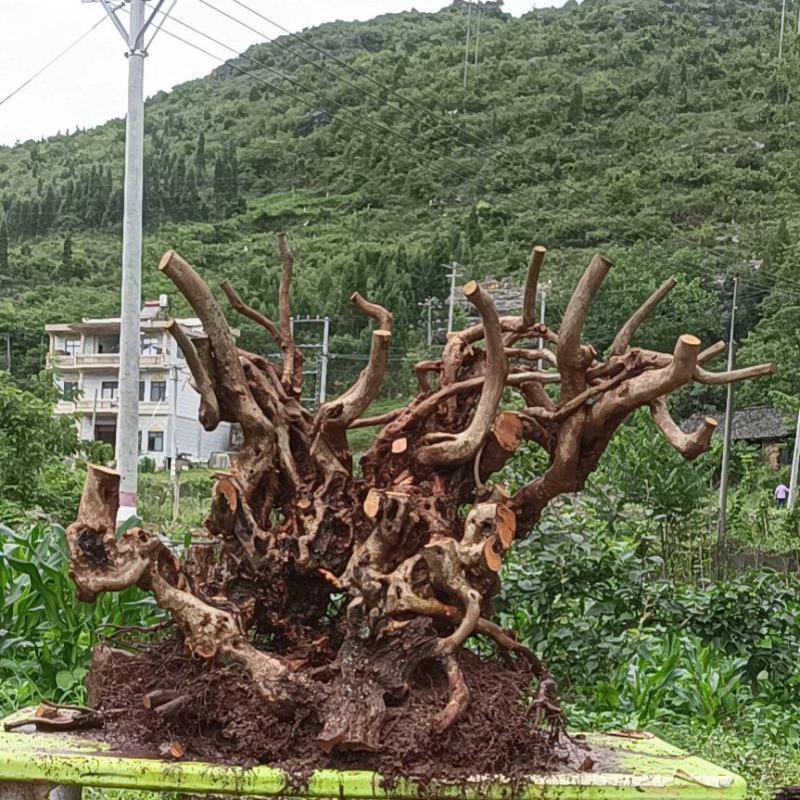映山红大货
