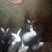 家养圈养肉兔满月兔