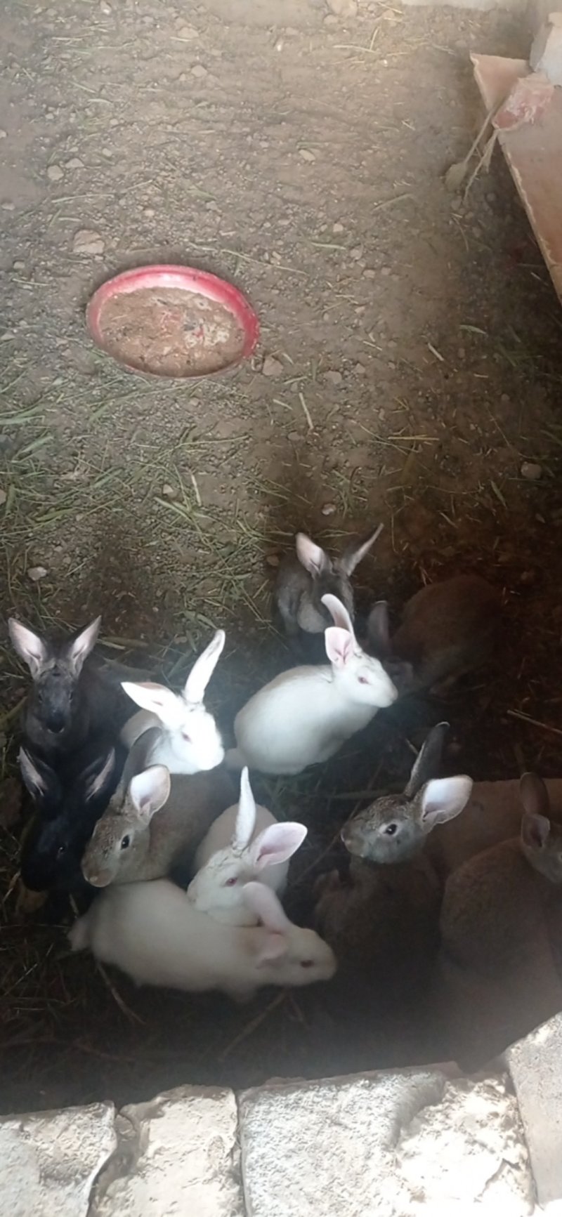 家养圈养肉兔满月兔