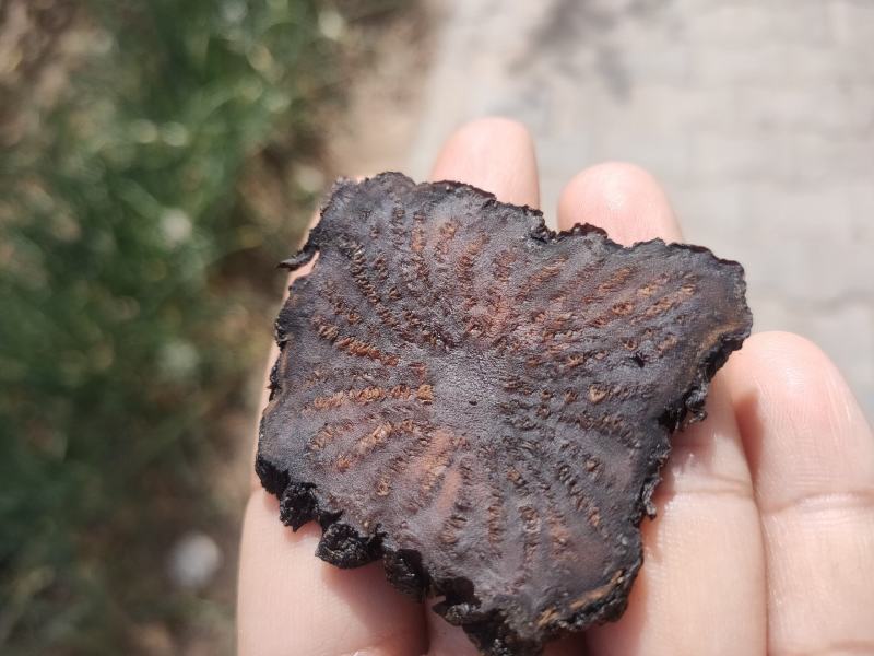 正宗内蒙古阿拉善野生油苁蓉秋冬肉苁蓉切片包邮