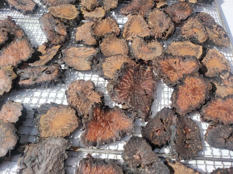 正宗内蒙古阿拉善野生油苁蓉秋冬肉苁蓉切片包邮