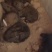 家养圈养肉兔满月兔