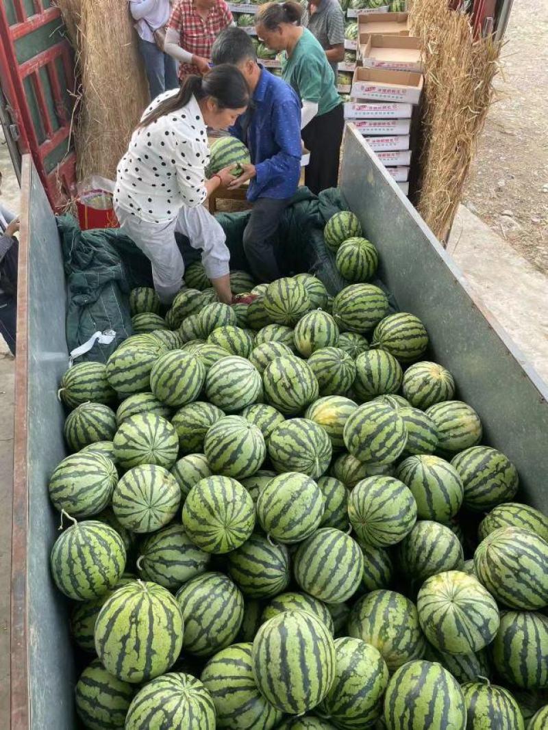 西瓜精品8424美都新鲜上市产地直销包熟包甜对接全国