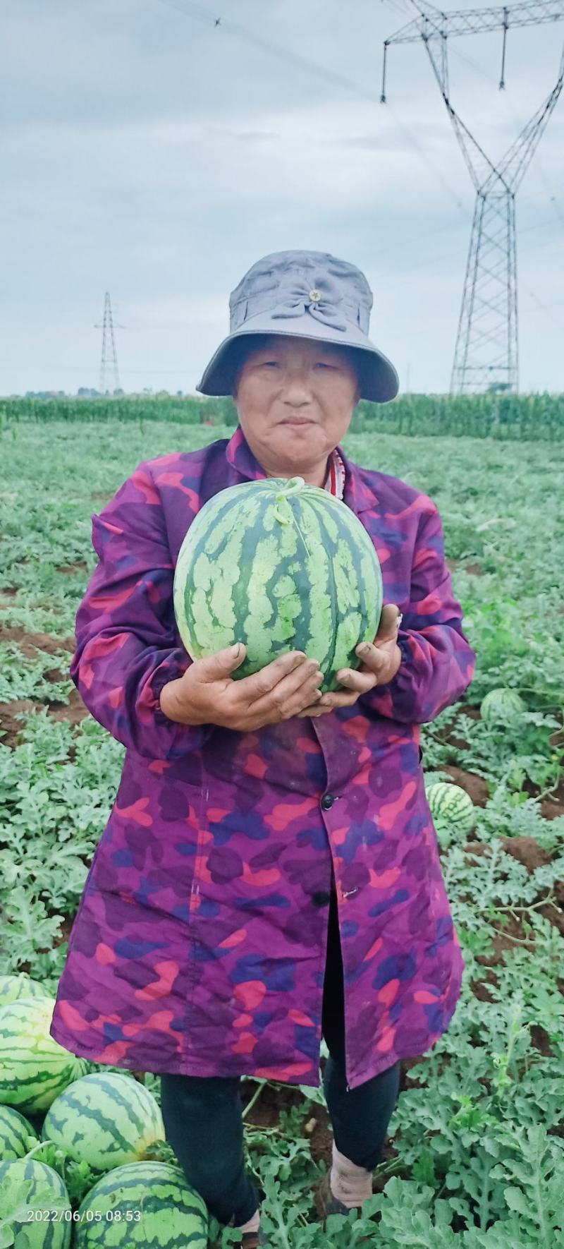 西瓜精品8424美都新鲜上市产地直销包熟包甜对接全国