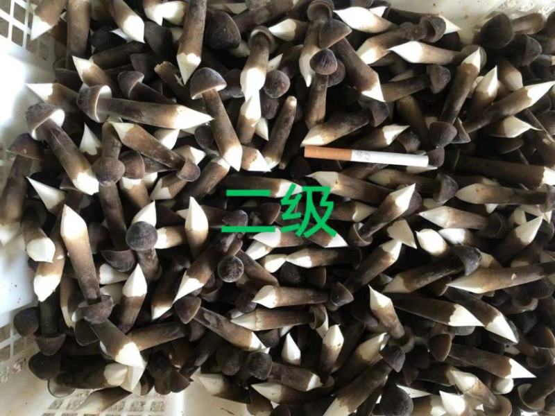 黑皮鸡枞