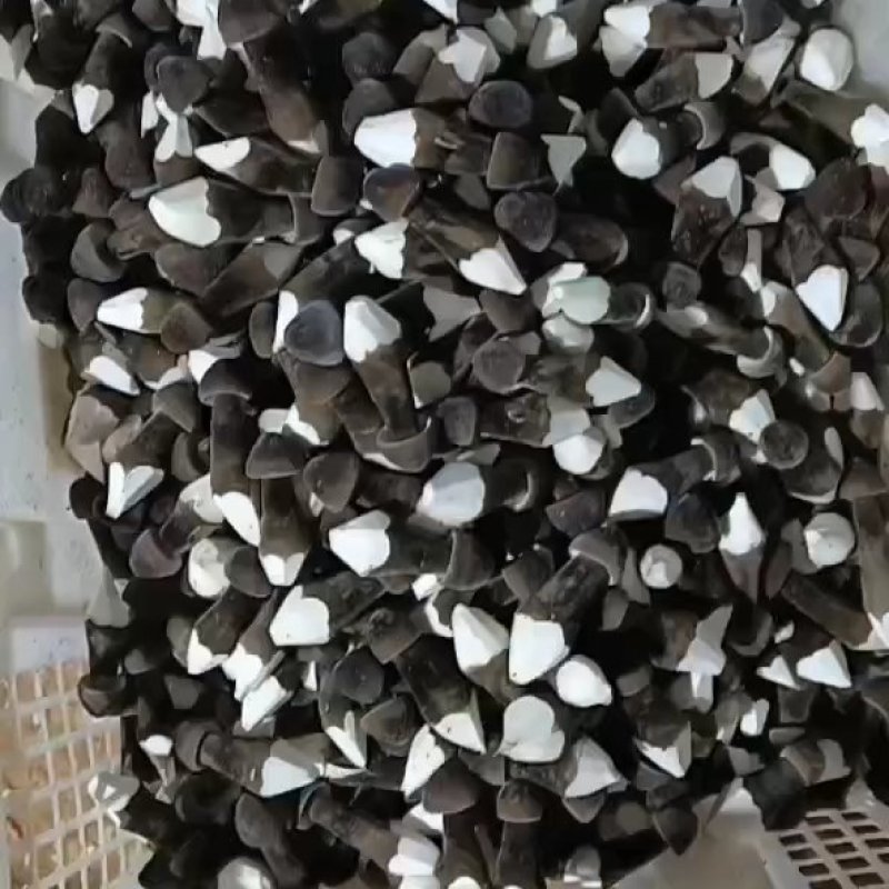 黑皮鸡枞