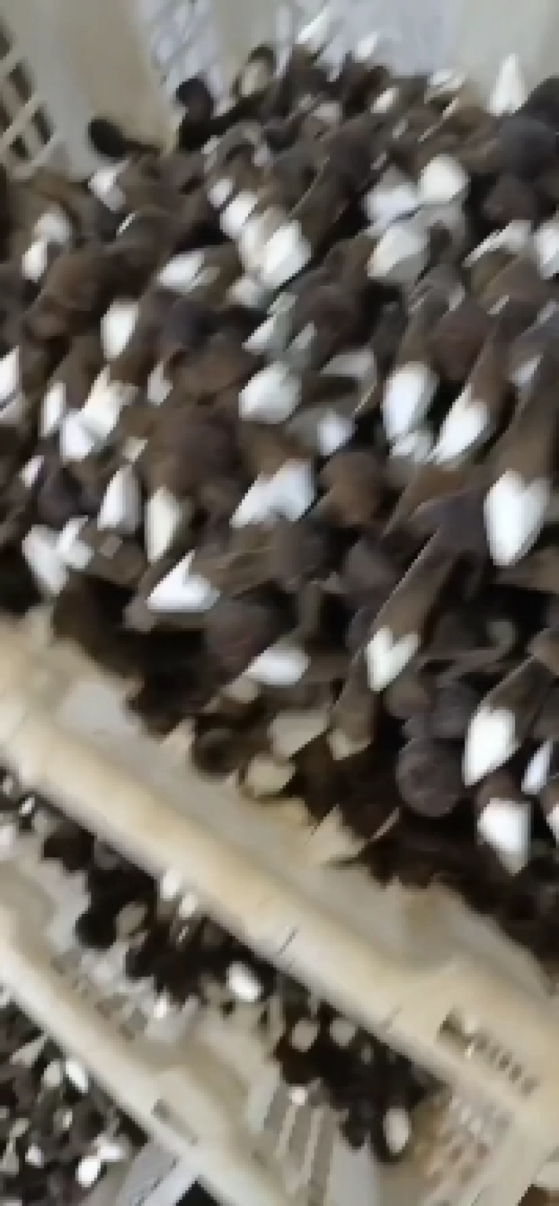 黑皮鸡枞