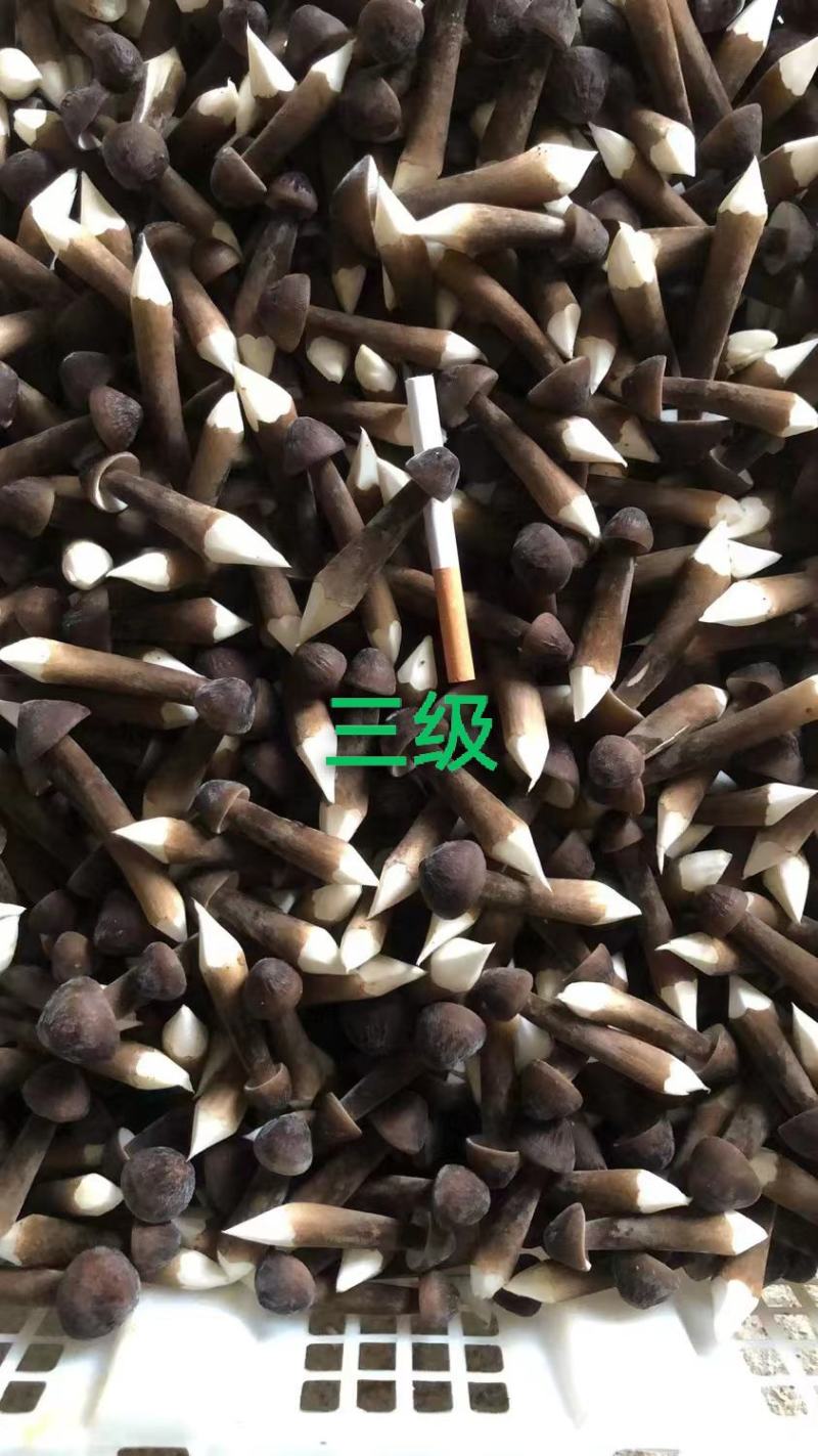 黑皮鸡枞