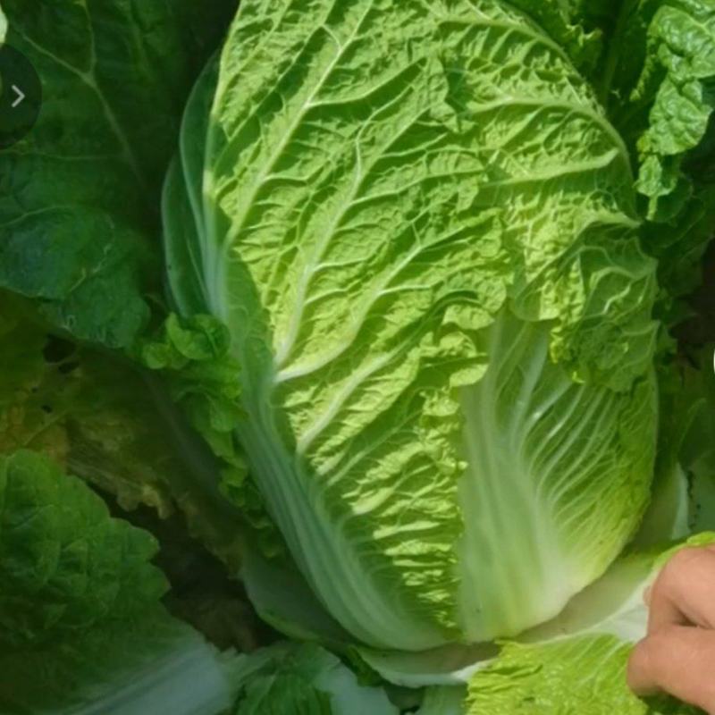 大白菜