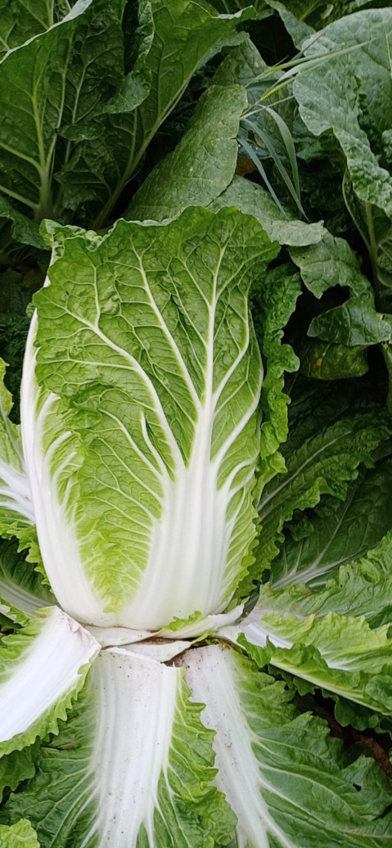 大白菜