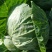 大白菜