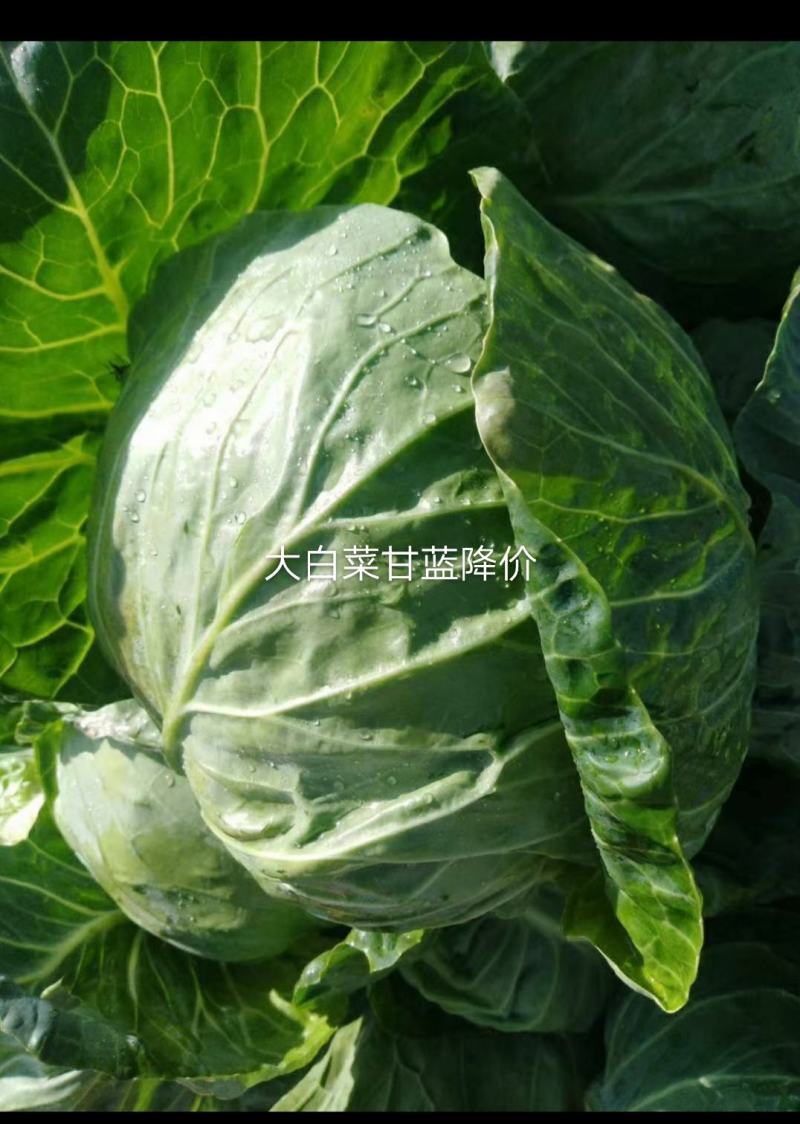 大白菜