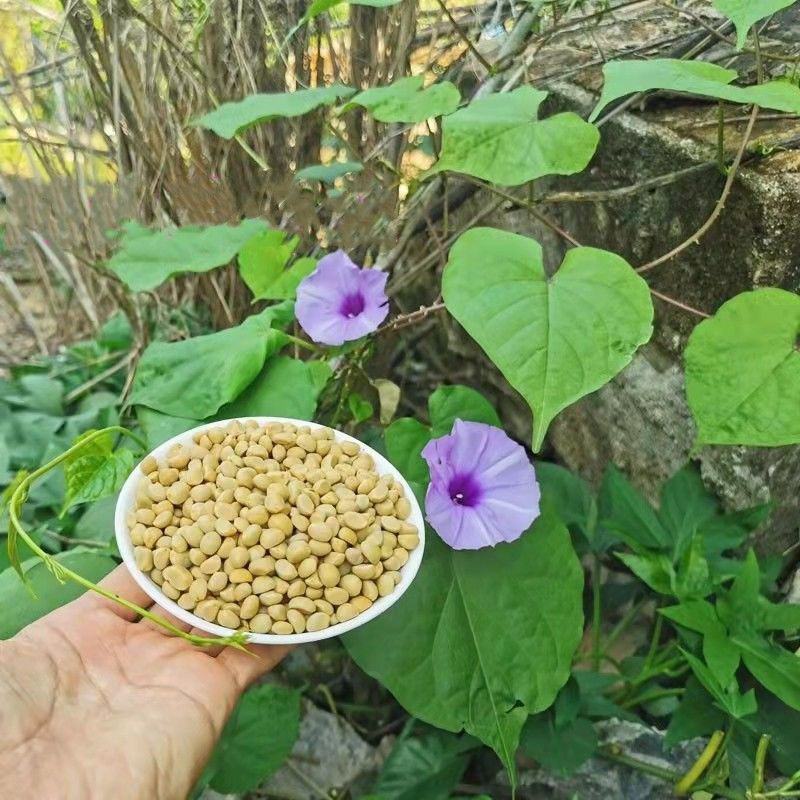金丝指葫芦子种子中药材拐子豆中草药华佗豆跌打豆贼老豆