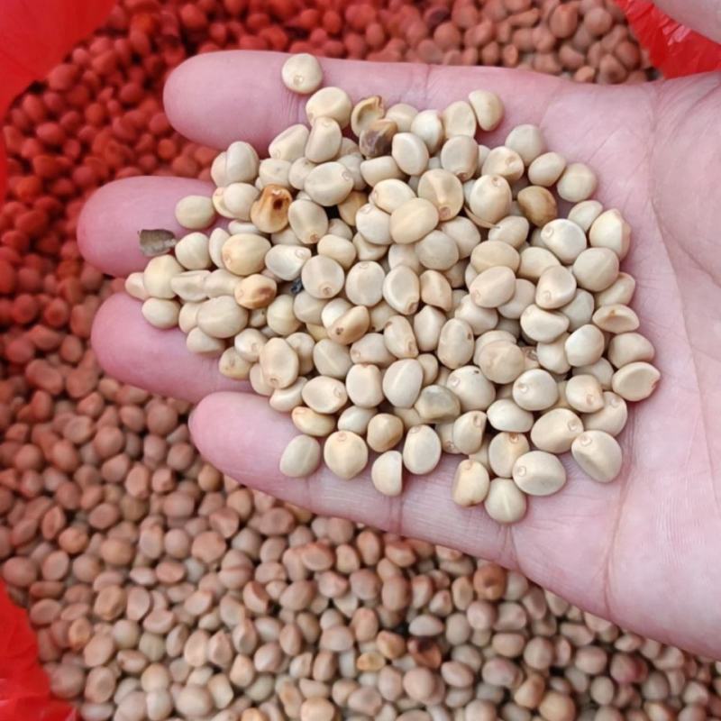 金丝指葫芦子种子中药材拐子豆中草药华佗豆跌打豆贼老豆