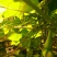 金丝指葫芦子种子中药材拐子豆中草药华佗豆跌打豆贼老豆