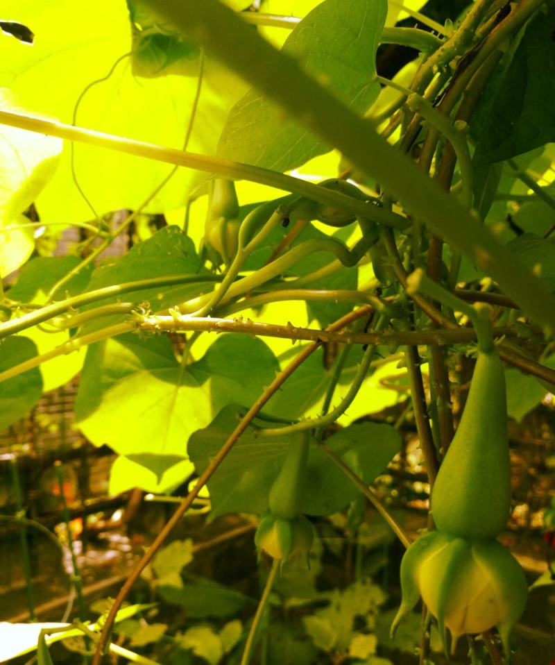 金丝指葫芦子种子中药材拐子豆中草药华佗豆跌打豆贼老豆