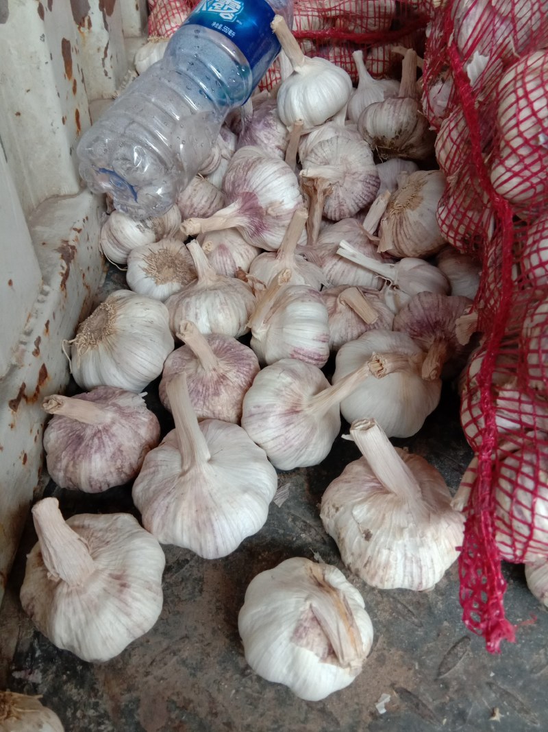 中牟精品大蒜，早熟蒜、杂交混级蒜，品质优良，欢迎采购