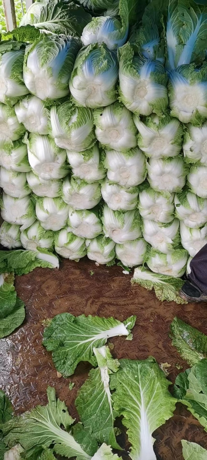 大白菜，黄心白菜，优质蔬菜，湖北白菜，大量上市中