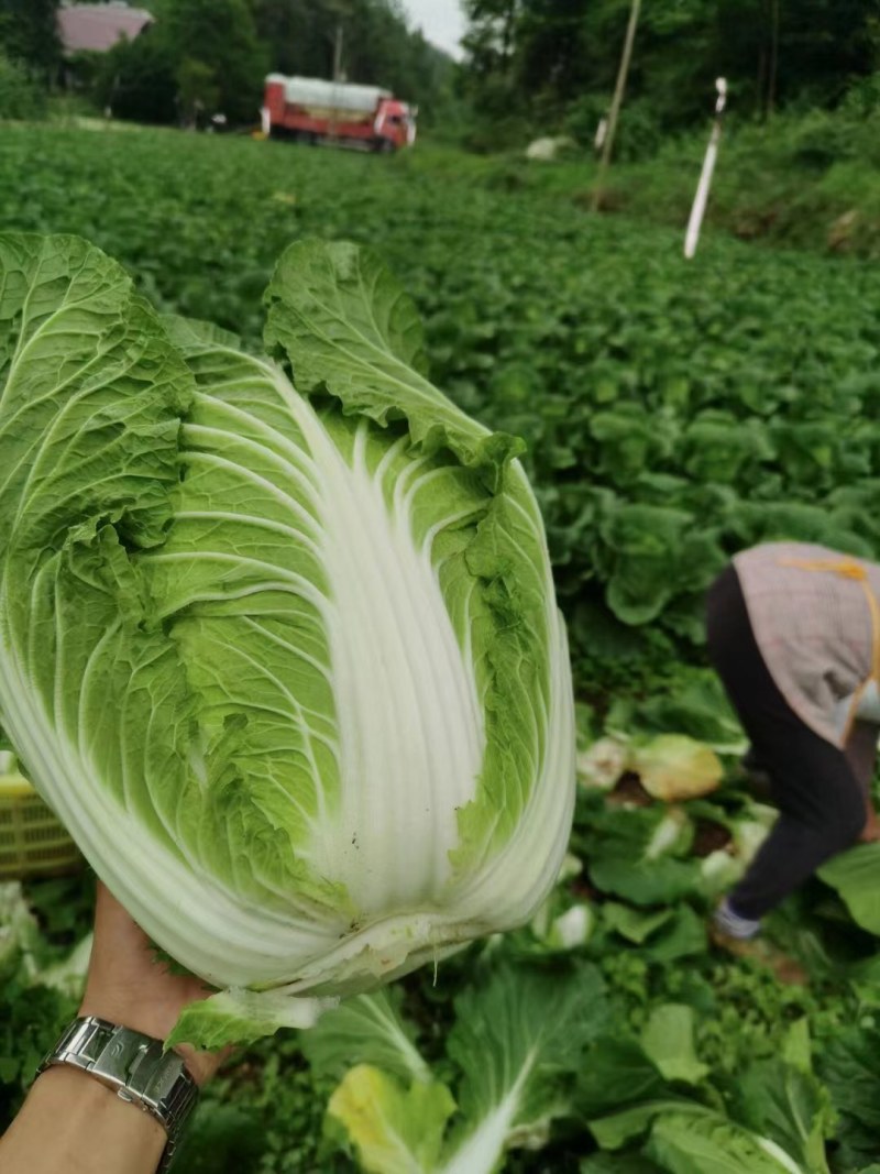 大白菜，黄心白菜，优质蔬菜，湖北白菜，大量上市中
