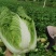 大白菜，黄心白菜，优质蔬菜，湖北白菜，大量上市中