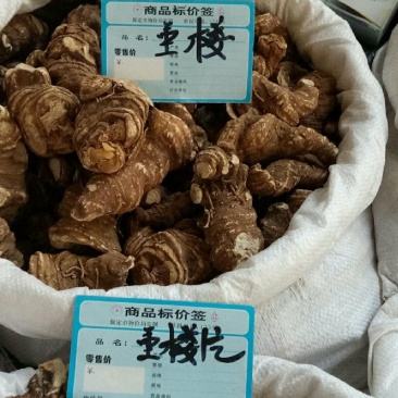 重楼干货重楼中药材欢迎选购！量大从优！
