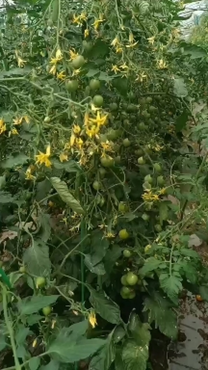 小番茄
