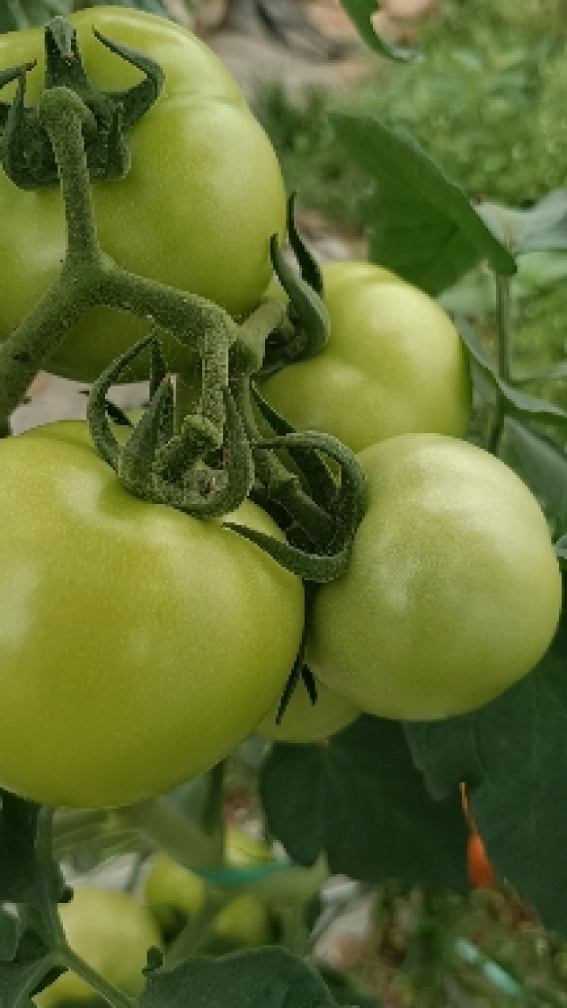 小番茄