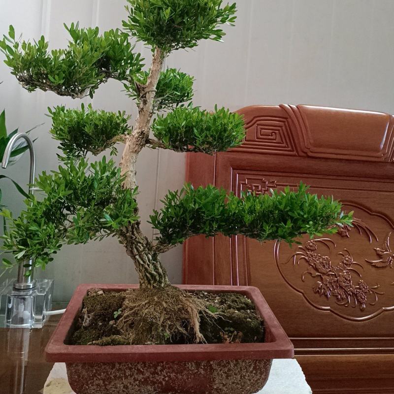 广东雀舌皱皮黄杨柔枝素材