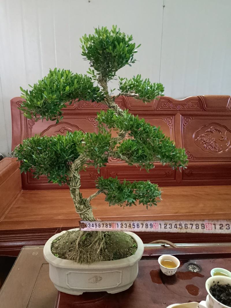广东雀舌皱皮黄杨柔枝素材