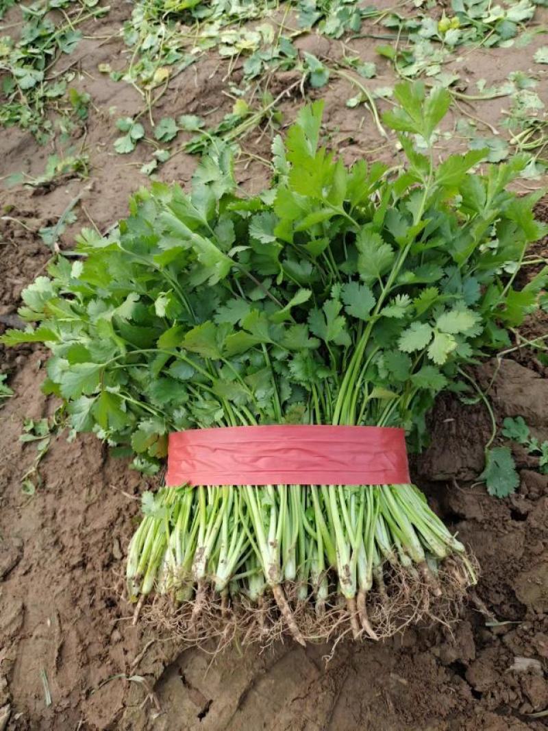 河南杞县大叶香菜铁杆青香菜产地直发本店就是讲诚信！