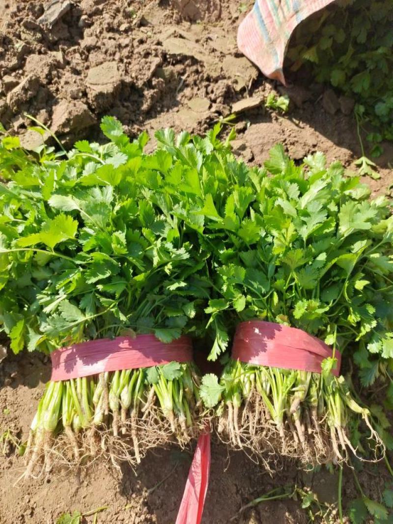 河南杞县大叶香菜铁杆青香菜产地直发本店就是讲诚信！