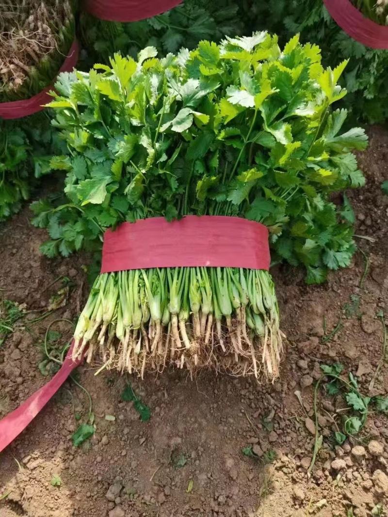 河南杞县大叶香菜铁杆青香菜产地直发本店就是讲诚信！