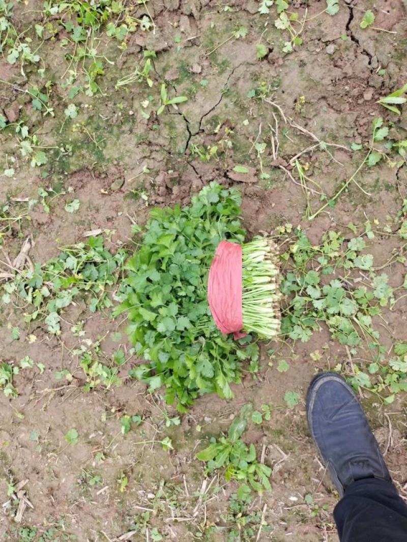 河南杞县大叶香菜铁杆青香菜产地直发本店就是讲诚信！