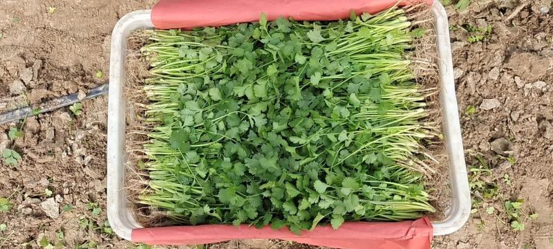 河南杞县大叶香菜铁杆青香菜产地直发本店就是讲诚信！
