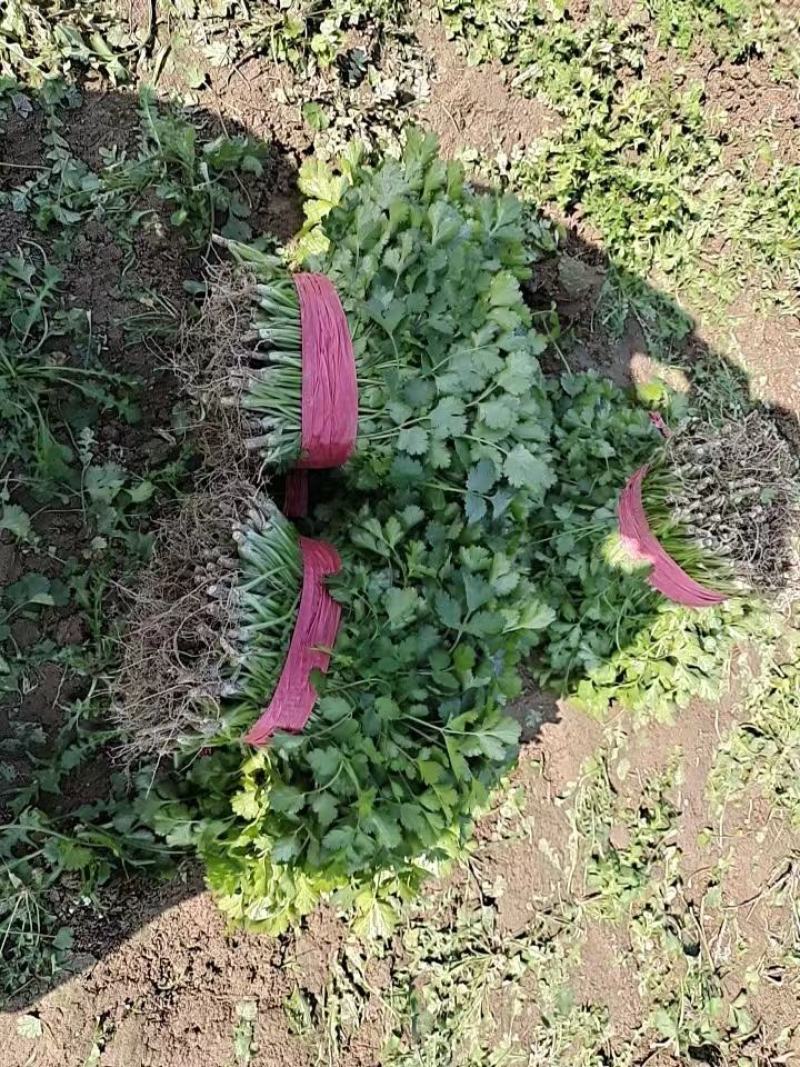 河南杞县大叶香菜铁杆青香菜产地直发本店就是讲诚信！