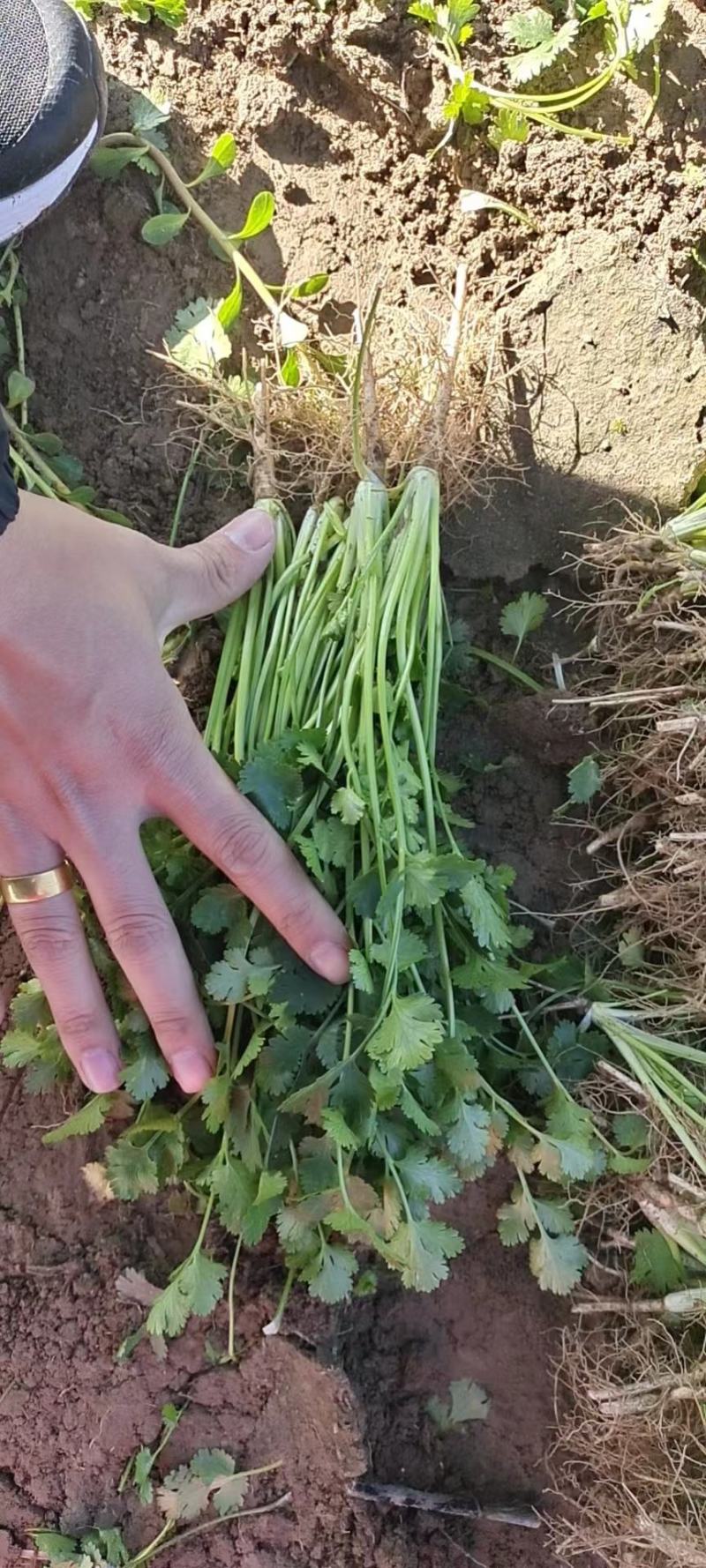 河南杞县大叶香菜铁杆青香菜产地直发本店就是讲诚信！
