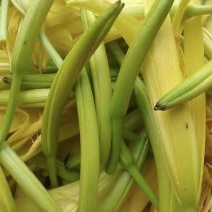 黄花菜新产鲜货
