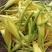 黄花菜新产鲜货