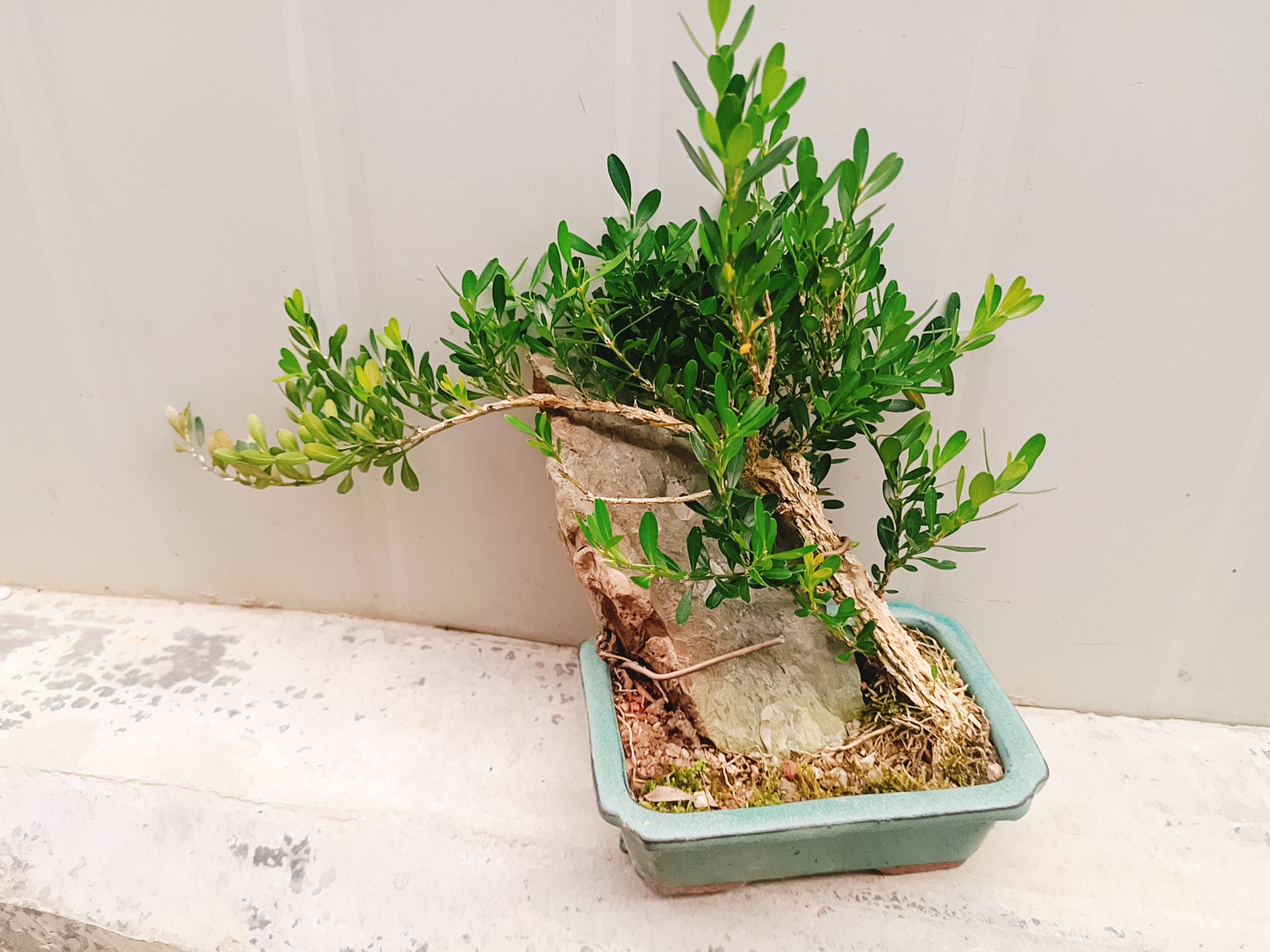左侧为成年雀舌罗汉松盆景,树干虬曲,叶片细短密集,呈现苍劲古意;右侧为瓜子黄杨绿篱修剪样本,株型整齐,叶片较大且排列规则,展示规整园林效果 罗汉松与黄杨植株对比图