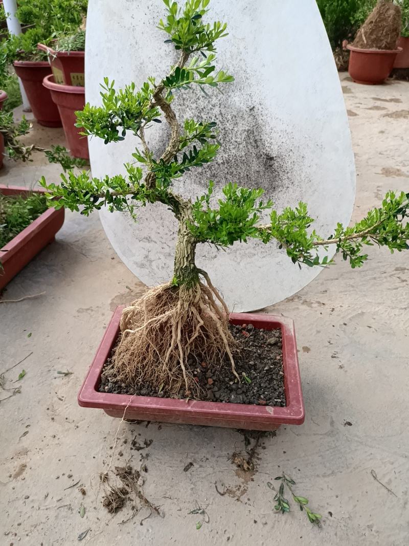 广东雀舌皱皮黄杨柔枝素材
