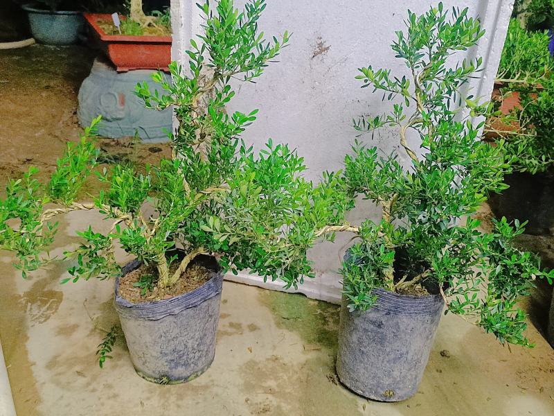广东雀舌皱皮黄杨柔枝素材
